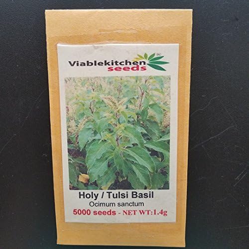 Holy Basil - 10000 Seeds - 3 g/Tulsi (Ocimum Sanctum)- Vana Tulsi holy Basil Seed - Non-GMO - Heirloom Seeds by Viablekitchenseeds-US