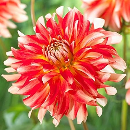 FERNSFLY Flower Bulbs IMP. Dahlia | Dhalia | Dahalia Perennial Flower Bulbs Excellent Quality Attractive Aromatic Flower Home Outdoor Gardening Flowering Bulbs (Pack Of 8 The Penny Lane)