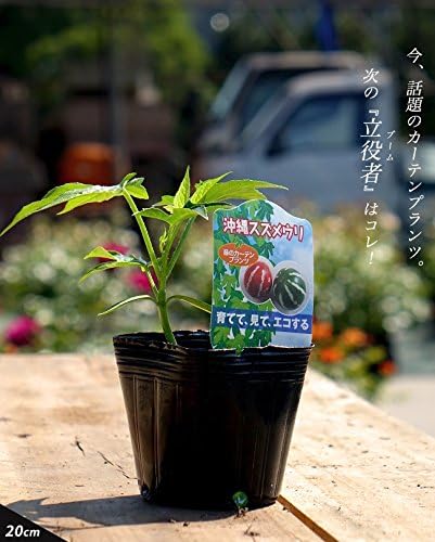 Amazon 沖縄スズメウリ おきなわすずめうり ポット苗 植木