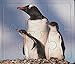Jigsaw puzzle book, Baby Animals, 10 Jigsaws