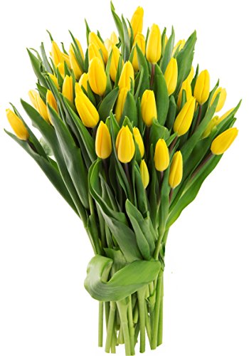 Farm2Door: 50 Yellow Tulips Fresh from Holland - Farm Direct Wholesale Fresh Flowers