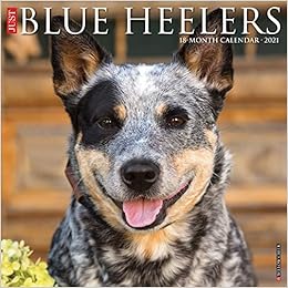 dingo and blue heeler