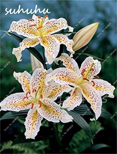 Amazon Co Jp Swansgreen熱い販売の100pcsリリー種子 ユリの花 未ユリ球根 ユリの花の種子 家庭園芸植物13のためのかすかな香り 盆栽ポットプラント Kitchen Housewares