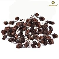 SunGrow Alder Cones for Shrimps, 0.5-1 Inch, Promote Breeding in Freshwater Tanks, Perfect for Both Big and Small Aquariums, 50 Pack