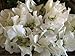 Sweet Pea 'White Ensign' (Lathyrus Odoratus L.) Flower Plant Seeds, Annual Heirloom