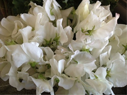 Sweet Pea 'White Ensign' (Lathyrus Odoratus L.) Flower Plant Seeds, Annual Heirloom