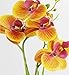 Dynabit Small Handmade Silk Artificial Flower Arrangements with Vase,Vivid Phalaenopsis Orchid Bonsai,Orange