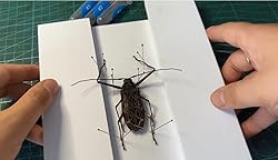 Making Insect Specimen Tools Kit, Insect