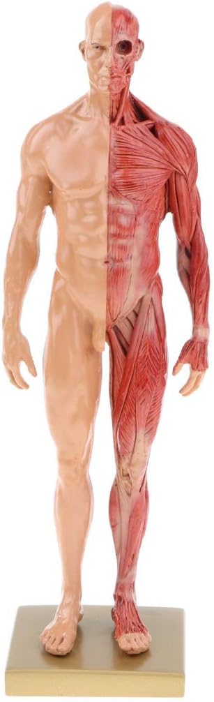 SHUAI 11 Inch (30Cm) Male Anatomy Figure Human Muscle Skeleton Anatomical Model Teaching Aid