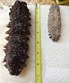 (Mix Size -8oz)sun Dried Wild Sea Cucumber, Isostichopus Badionotus