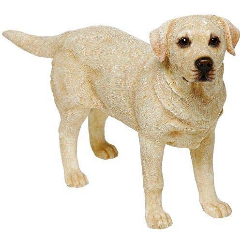 Golden Labrador