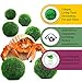 Luffy 6 Hermit Balls - Bright, Green, All Natural Aquatic Plants - Round 0.6” Nano Marimo Moss by SunGrow - for Freshwater and Saltwater Aquarium - Maintain Humidity - Supplement Hermit Crab Diets