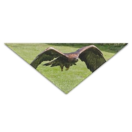 Amazoncom Olgczm Golden Eagle Pet Dog Cat Puppy Bandana
