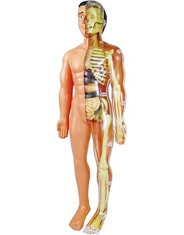 Modelos y materiales educativos médicos | Amazon.es