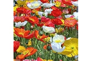 Iceland Poppy 5000 Seeds Mix,Pink,Yellow,Orange,Rose,White,Cream and Bicolors !