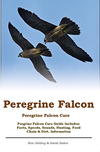 Peregrine Falcon Peregrine Falcon Care Pergrine Falcon