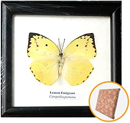 REAL BEAUTIFUL Framed Butterfly Real Butterfly Display LEMON EMIGRANT TAXIDERMY Insect Display 5"x5" (Wrap a gift)