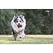 KONG Classic Stuffable Dog Toy - Fetch & Chew Toy for Dogs - Treat-Filling Capabilities & Erratic Bounce for Extended Play Time - Durable Natural Rubber Material - for XX-Large Dogs