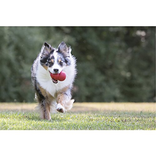 KONG Classic Dog Toy, Medium, Red