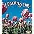 Sunny Day Anna Milbourne 9780794521172 Amazon Com Books