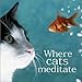 Where Cats Meditate by