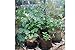 Best Root Pouch (5 Gallon)(10 Pack)(11