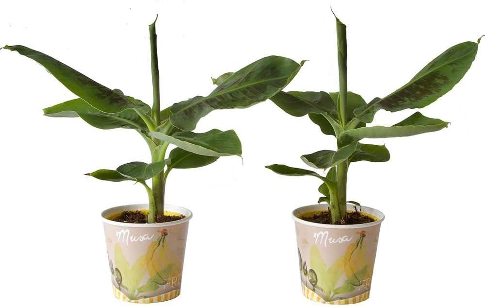 Choice of Green - Set of 2 Musa Tropicana - Banana Plant - Live Indoor Plant in Growerspot Diameter 12 cm - Height 40 cm - Quality from Holland - Fresh from The Grower