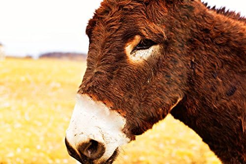 Wall Decor - "Willie the Donkey" - Wildlife Photography - Donkey