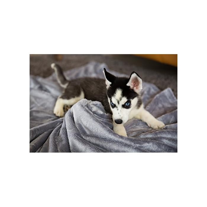 What Size Is A Dog Blanket