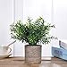 Shuheng Mini Artificial Plant Potted Fake Green Grass with Pot for Home Decor (Z, Green)
