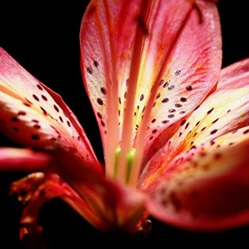 Seeds House- SummerRio 20pcs Mix Lily Seeds, Flower Bulbs Lily Seeds Home Gardening Balcony Garden Spring Seeds