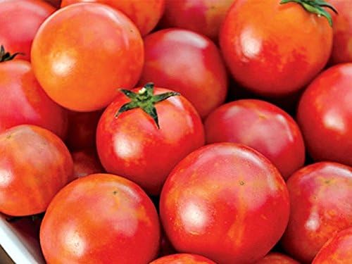 30 ISIS Candy Cherry Tomato Seeds