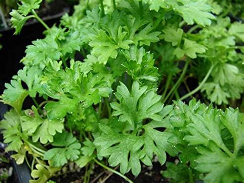 Herb Selection (Coriander) Culinary Herbs, Fresh, Organic, Home Grown, Healthy