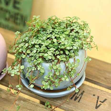 Amazon 観葉植物 ピレア グラウカ ブルー ベネッシスキュー陶器鉢 受け皿付 観葉植物 オンライン通販
