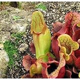 9GreenBox - Sarracenia Carnivorous Pitcher Plant - 3" Pot