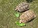 Prickly Pear Cactus 6 Pads for Pet Food - Tortoise, Reptile - Grassland Species, Home Grown, Nutrient Rich, Healthy