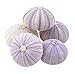 Nautical Crush Trading Sea Urchins Shells for Air Plants - 5 Purple (1.5-2.5