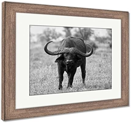 Ashley Framed Prints Buffalo Bull With Huge Horns, Wall Art Home Decoration, Black/White, 34x40 (frame size), Rustic Barn Wood Frame, AG6339727