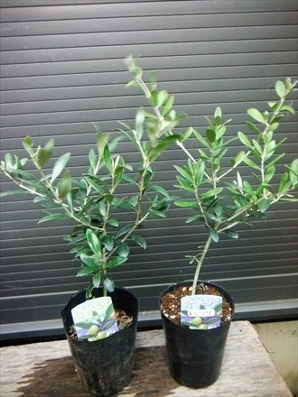 綺麗なオリーブ の 苗木 すべての美しい花の画像