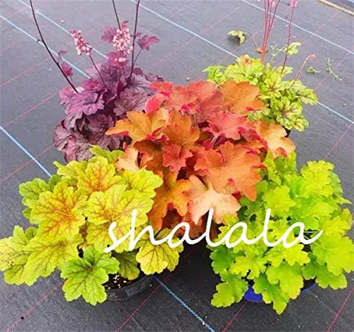HONIC Sale 100pcs Colorful Heuchera Coral Bell Flower Bonsai Plants Flower Evergreen Plant flowers for perennial garden : 2