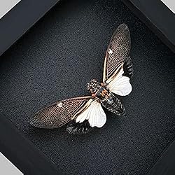 Real Framed Cicada Paratalainga Distanti Black