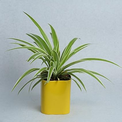 GRASSPER Metal Rectangle Metal Pot with Tray Set in Assorted Colours/Decorative Window Flower Pot with Glossy Finish/Plant Container - Yellow