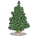 Goplus 2ft Tabletop Mini Christmas Tree, Artificial Small Christmas Tree with 67 PVC Branch Tips, Cloth Bag Base, Green Spruce Xmas Tree for Home, Office Decoration, No Assembly Required