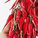 Transcend11 10 Bunch of Red Chili Fake Peppers Artificial Vegetables Food Faux Lifelike Plants Home Party Kitchen Decoration Hotel Store Display Model Photography Props Kids Prentend Play Toy