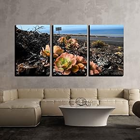 3 Piece Canvas Wall Art - Beautiful Light Orange Succulent Flower of Cactus - Modern Home Art Stretched and Framed Ready to Hang - 16"x24"x3 Panels
