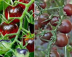 Rainbow Colored Creeping Thyme Seeds - Non-GMO