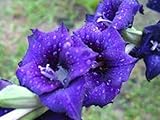 GLADIOLUS, BULB (10 PACK) BLUE MOON , STUNNING BLUE PERENNIAL GLADIOLUS BULBS, FLOWERS