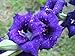 GLADIOLUS, BULB (10 PACK) BLUE MOON , STUNNING BLUE PERENNIAL GLADIOLUS BULBS, FLOWERS