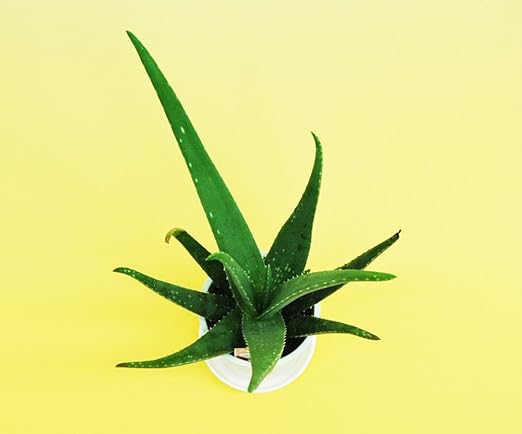 Amazon Co Jp アロエ ベラ 食用出来て美容と健康に重宝 ４号 Diy 工具 ガーデン