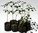 Moringa Starter Tree Plant Seedlings 6 Pc. Value Pack - Priority Ship From FL Certified Nursery!